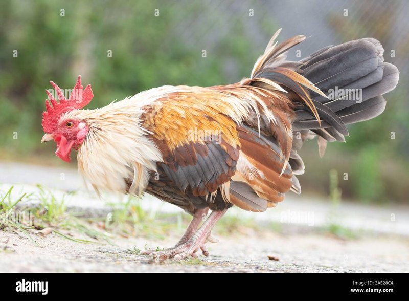 Guide to chicken road casino
